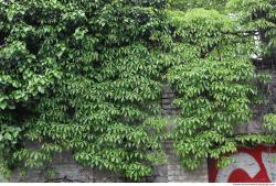 Photo Textures of Ivy